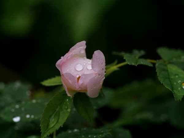 Revitalize your outdoors: a comprehensive guide to crafting a stunning autumn garden with native uk flora